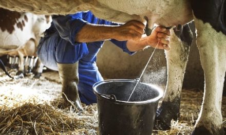 Governo de Alagoas anuncia novos preços para o leite comprado dos produtores.