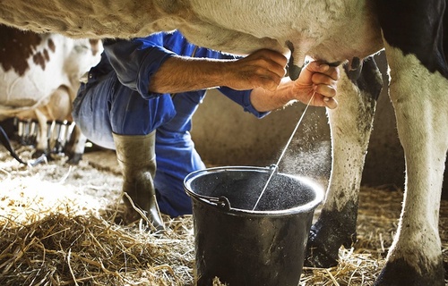 Governo de Alagoas anuncia novos preços para o leite comprado dos produtores.