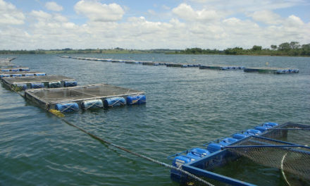 Governo de Alagoas lança programa para tratar sanidade de animais aquáticos em cultivo