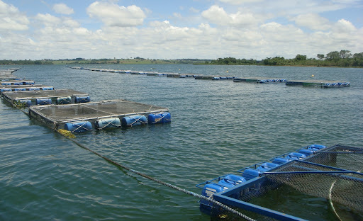 Governo de Alagoas lança programa para tratar sanidade de animais aquáticos em cultivo