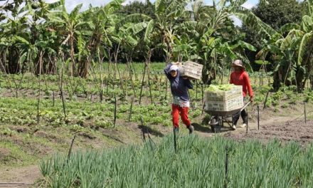 CMN institui crédito a produtores prejudicados por chuvas fortes no Nordeste