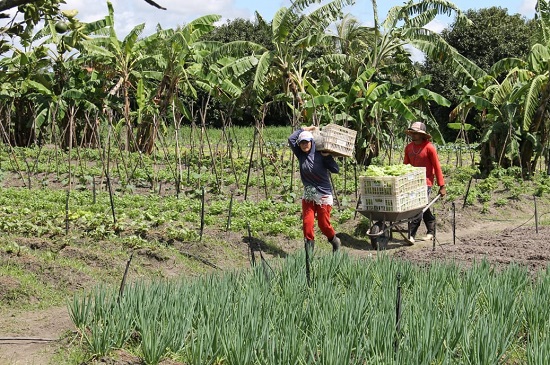 CMN institui crédito a produtores prejudicados por chuvas fortes no Nordeste