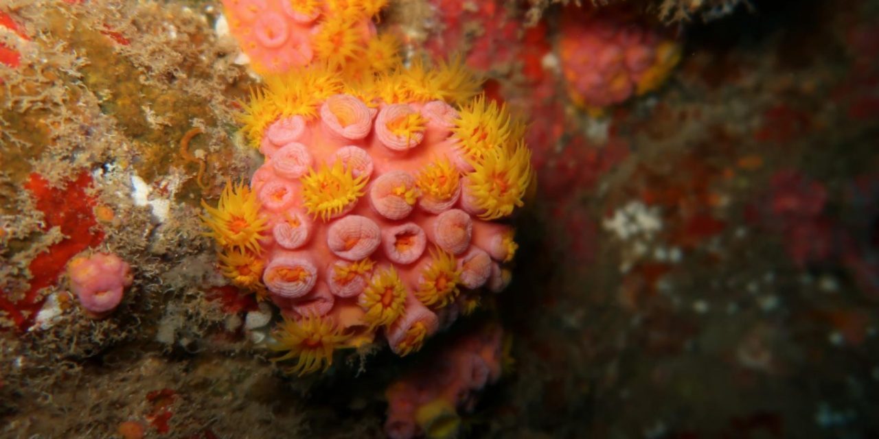 Coral-sol: espécie invasora é identificada em Alagoas. Entenda os riscos que isso pode trazer!