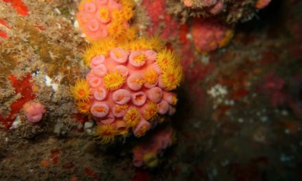 Coral-sol: espécie invasora é identificada em Alagoas. Entenda os riscos que isso pode trazer!