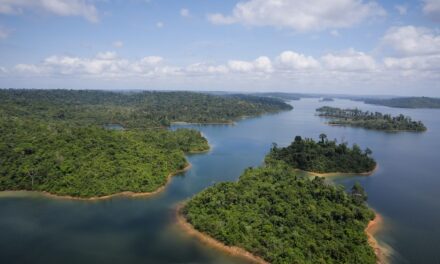 STF determina que governo reative Fundo Amazônia em 60 dias