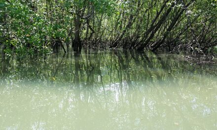 Projeto monitora manguezais na região do Rio Paraty, em Alagoas