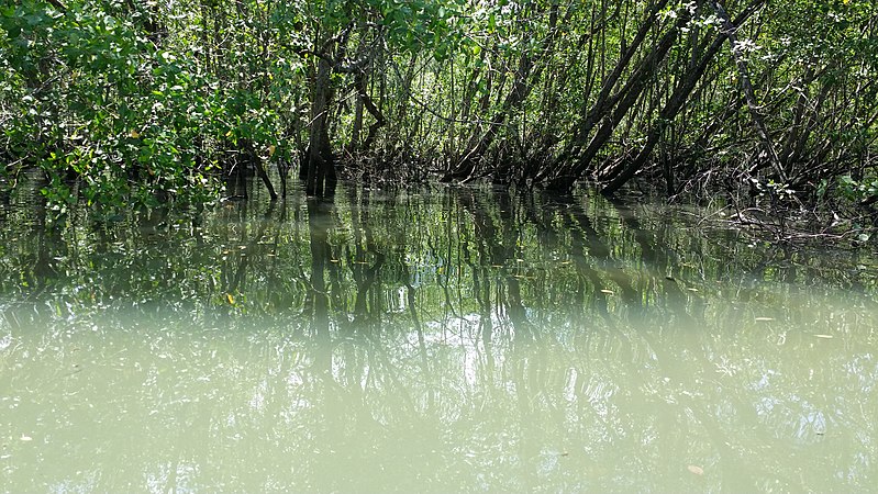 Projeto monitora manguezais na região do Rio Paraty, em Alagoas