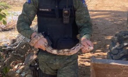 Quatro jacarés e uma jiboia são encontrados em praias de Alagoas