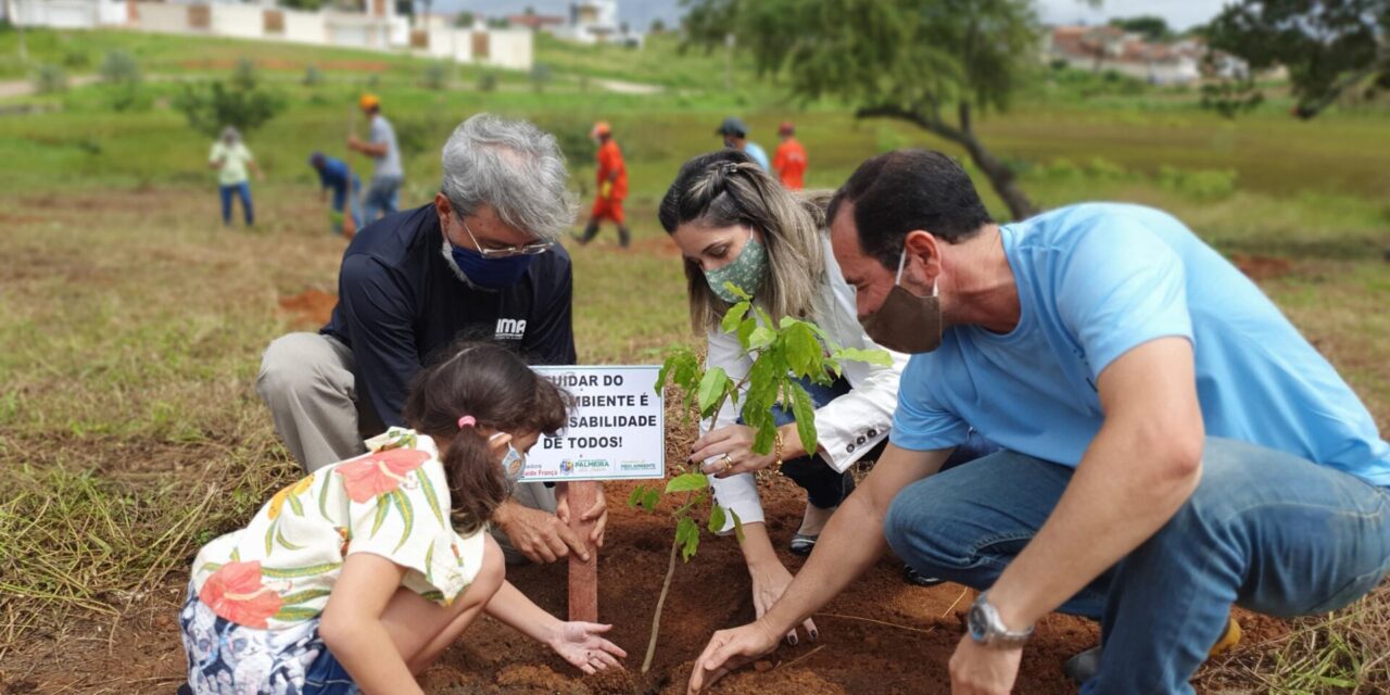 Calçada Verde: IMA lança projeto com foco em arborização urbana