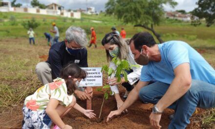 Calçada Verde: IMA lança projeto com foco em arborização urbana