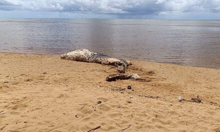 Prefeitura de Maragogi remove baleia cachalote encontrada morta em foz de rio