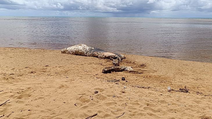 Prefeitura de Maragogi remove baleia cachalote encontrada morta em foz de rio