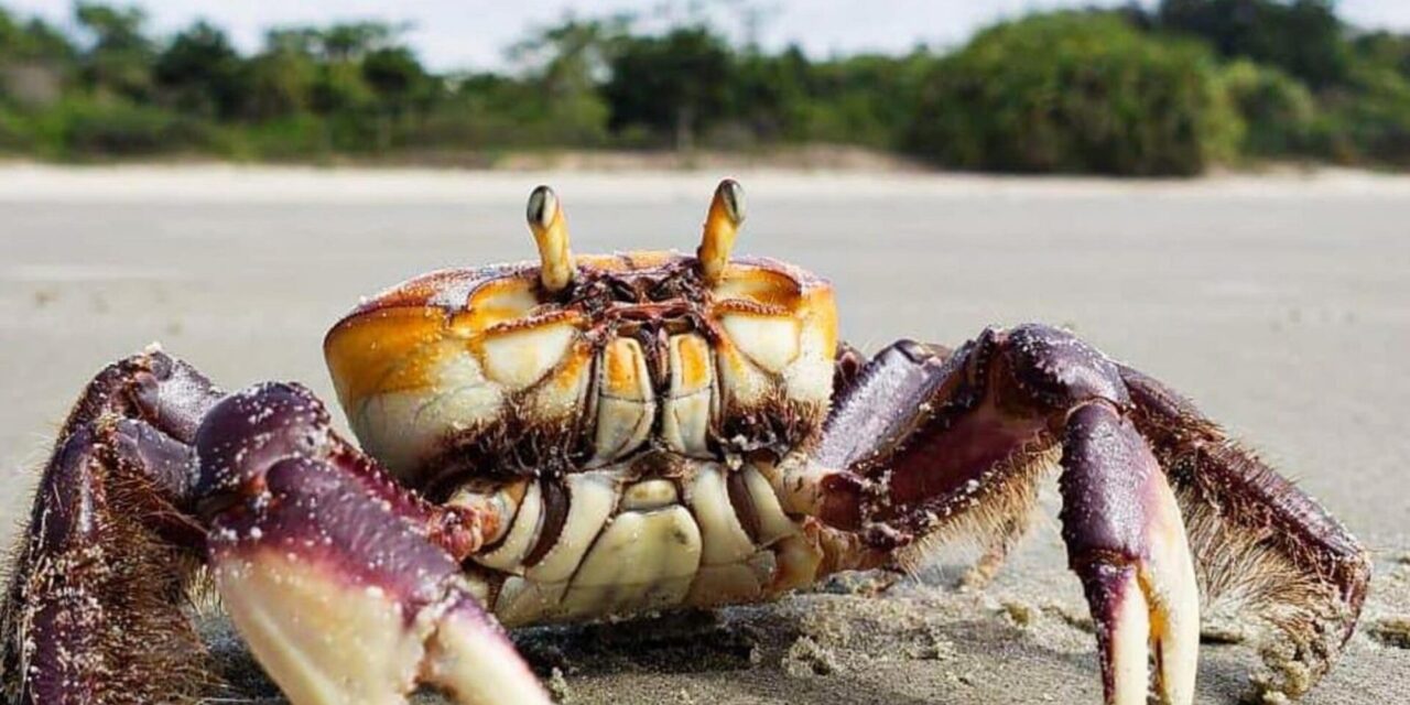 Segunda fase do período de defeso do caranguejo-uçá começa neste sábado (10)