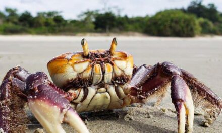 Segunda fase do período de defeso do caranguejo-uçá começa neste sábado (10)