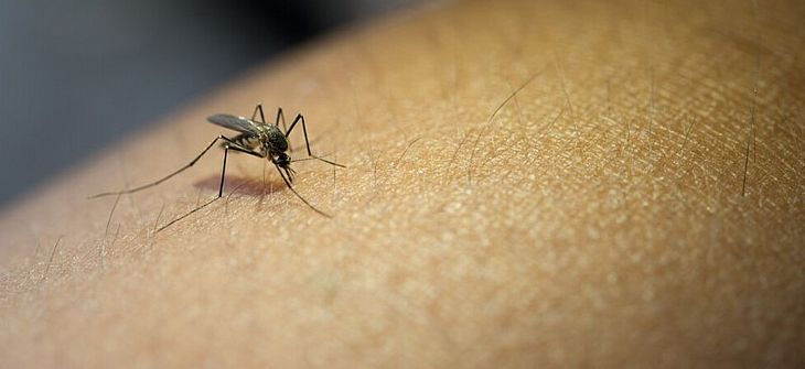 Dengue: Américas podem registrar pior surto da história, alerta Opas