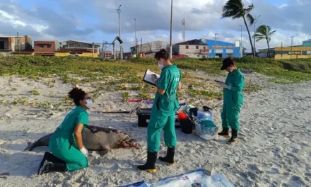 Golfinho é encontrado em praia de Maceió; é o quinto somente em março, aponta Biota