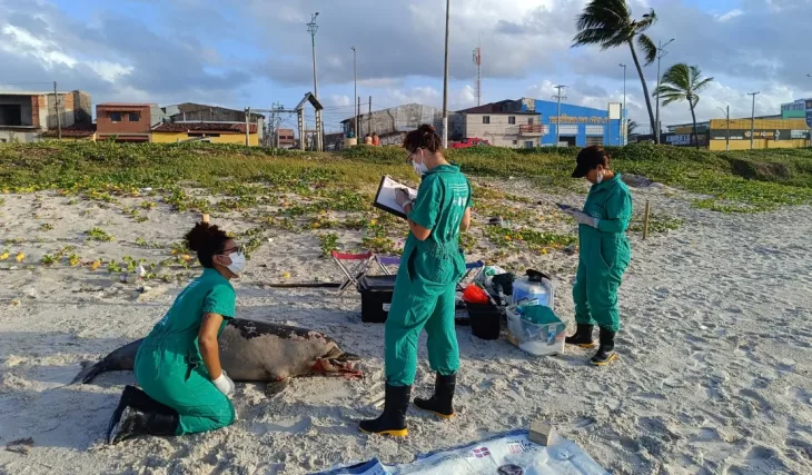 Golfinho é encontrado em praia de Maceió; é o quinto somente em março, aponta Biota