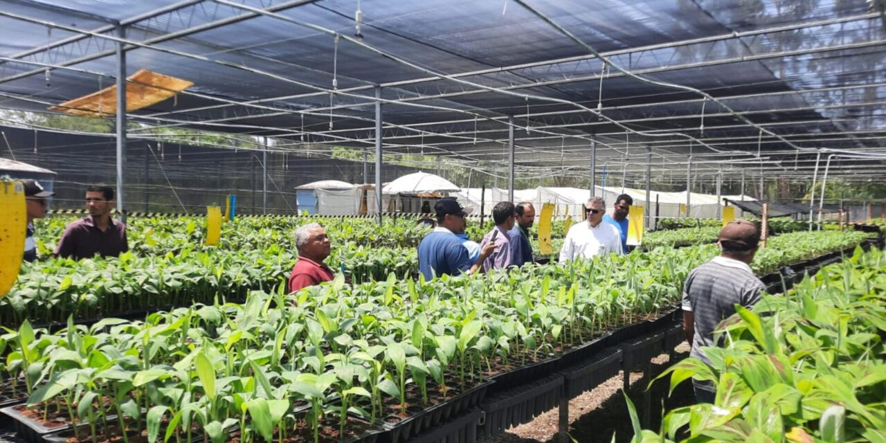 Adeal e produtores de banana de Igreja Nova e Coruripe realizam visita técnica em Sergipe