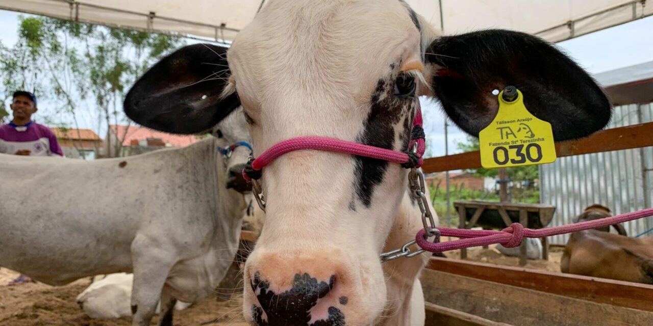 Secretaria de Agricultura prepara programação para a 41ª Expo Bacia Leiteira