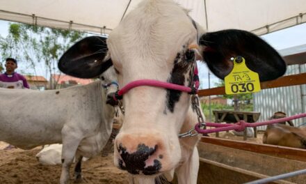 Secretaria de Agricultura prepara programação para a 41ª Expo Bacia Leiteira